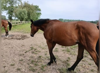 Zangersheide, Giumenta, 2 Anni, 166 cm, Baio scuro, in &#xC9;tiolles