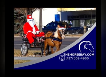 American Miniature Horse, Stute, 6 Jahre, 74 cm, Champagne, in Fort Collins, CO,