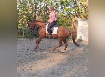 Caballo de deporte irlandés, Yegua, 6 años, 166 cm, Alazán, in Lage