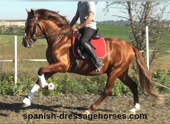 PRE Mix, Hengst, 4 Jahre, 157 cm, Fuchs, in Barcelona