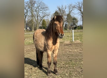 Caballos islandeses, Yegua, 3 años, 138 cm, Bayo, in Lingen,