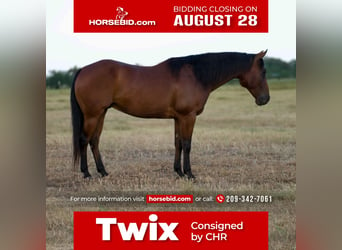 Quarter horse américain, Hongre, 10 Ans, 145 cm, Bai cerise, in Mt Vernon, TX,