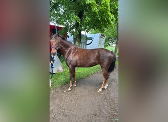 New Forest Pony, Merrie, 15 Jaar, 140 cm, Donkere-vos, in Pulheim,