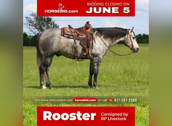 Quarter horse américain, Hongre, 6 Ans, Gris, in Buffalo, MO,