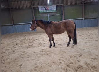 Appaloosa, Merrie, 4 Jaar, 160 cm, Bruin, in Rehden,