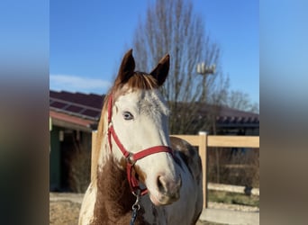 More ponies/small horses, Mare, 10 years, 13.3 hh, Pinto, in Iggingen,