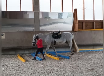 Reitbeteiligung (RsP) 20km um Wiesloch gesucht