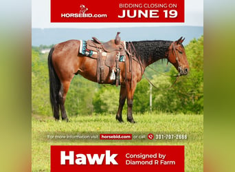 American Quarter Horse, Gelding, 9 years, Roan-Bay, in Needmore, PA,