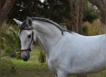 PRE, Stallion, 5 years, 15.2 hh, Gray, in Tabernas Almeria,