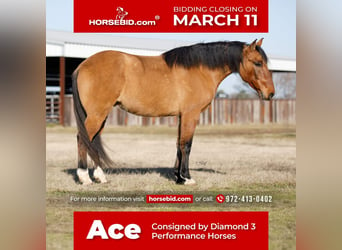 Quarter pony, Hongre, 12 Ans, 145 cm, Isabelle, in Ravenna, TX,