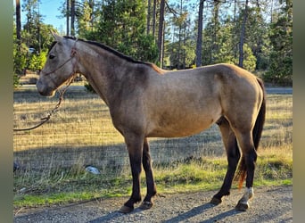Mustang (american), Gelding, 7 years, 14.2 hh, Buckskin, in 00