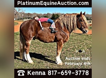 Draft Horse, Gelding, 11 years, 17.2 hh, Sorrel, in Breckenridge TX,