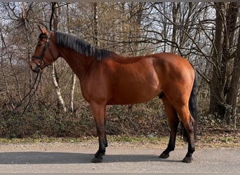 Deutsches Sportpferd, Wallach, 5 Jahre, 167 cm, Brauner, in Overath