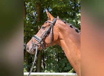 Pferd
