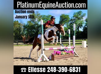 Other Warmbloods, Gelding, 5 years, 14.1 hh, Tobiano-all-colors, in Howell MI,