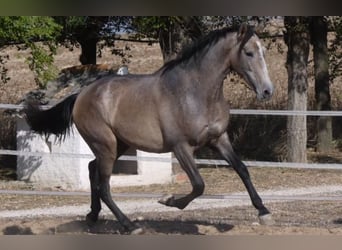 PRE Mix, Stallion, 6 years, 16 hh, Gray, in Madrid,