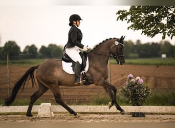 German Riding Pony, Gelding, 5 years, 14.3 hh, Dun, in Tönisvorst,