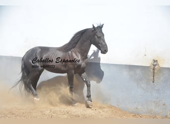 PRE, Stallion, 6 years, 15.2 hh, Black, in Vejer de la Frontera,