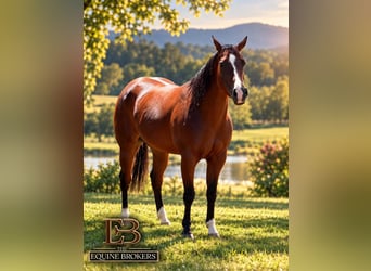 American Quarter Horse, Giumenta, 5 Anni, Baio scuro, in San Pierino