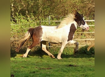 IJslander, Merrie, 11 Jaar, Gevlekt-paard, in Saarland,