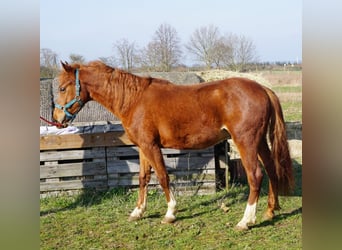 German Riding Pony, Gelding, 2 years, 13.2 hh, Chestnut-Red, in Klein Ammensleben,
