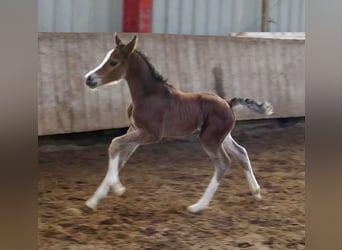 Other Warmbloods, Mare, Foal (03/2026), 16,1 hh, Brown, in Borgentreich