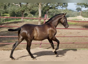 PRE Mix, Stallion, 1 year, 16 hh, Black, in Galaroza (Huelva),