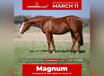 Quarter horse américain, Hongre, 3 Ans, 142 cm, Alezan cuivré, in Waco, TX,