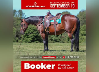 Quarter horse américain, Hongre, 10 Ans, 155 cm, Bai cerise, in Clarion, PA,