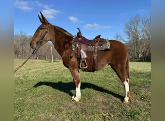 Maultier, Wallach, 5 Jahre, 152 cm, Dunkelfuchs, in Grassy Creek KY