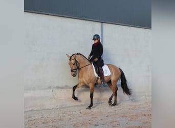 Lusitano, Stallone, 4 Anni, 166 cm, Falbo, in Torres Vedras