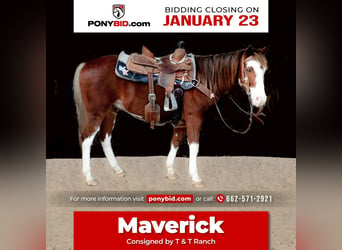 Quarter pony, Hongre, 7 Ans, 137 cm, Pinto, in Benton, MS,