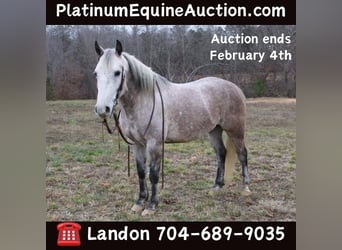 American Quarter Horse, Ruin, 6 Jaar, 150 cm, Appelschimmel, in Cherryville NC,