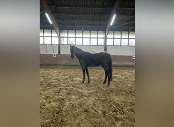 Gelding 4 years