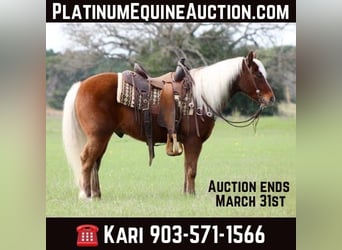 Quarter horse américain, Hongre, 8 Ans, Alezan brûlé, in Grapeland TX,