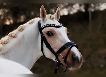 Poney de selle allemand, Hongre, 4 Ans, 145 cm, Palomino, in Perl,