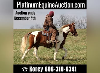 Spotted Saddle Horse, Hongre, 11 Ans, 157 cm, Tobiano-toutes couleurs, in Whitley City KY,