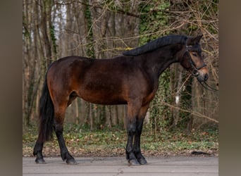 Meer ponys/kleine paarden, Merrie, 5 Jaar, 148 cm, Bruin, in Békéscsaba