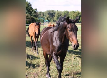 Oldenburger, Hengst, 3 Jaar, 163 cm, Zwartbruin, in Ehra-Lessien