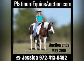 Quarter horse américain, Hongre, 11 Ans, Tobiano-toutes couleurs, in Raveena, TX,