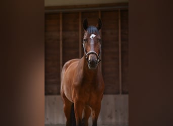 Anglo European Studbook, Gelding, 5 years, 16.3 hh, Bay-Dark, in Hellendoorn