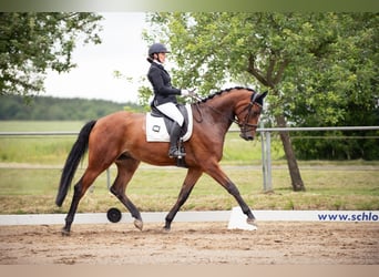 Trakehnare, Valack, 4 år, 175 cm, Brun, in Dautphetal,