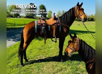 Tennessee walking horse, Gelding, 11 years, 15 hh, Bay, in Breeding, KY,