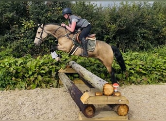 Connemara, Stute, 5 Jahre, 148 cm, Falbe, in Sligo