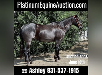 Quarter horse américain, Hongre, 11 Ans, 152 cm, Rouan Bleu, in Paicines, CA,