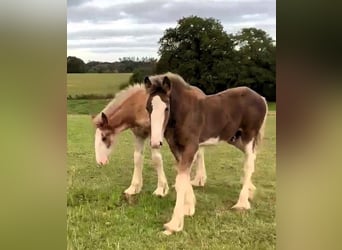 Clydesdale, Stallion, Foal (04/2025), in whitgate