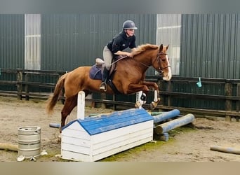 Draft Horse, Mare, 4 years, 15.2 hh, Chestnut, in Sligo,