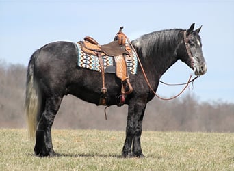 Draft Horse, Gelding, 7 years, Gray, in Mount vernon Ky,