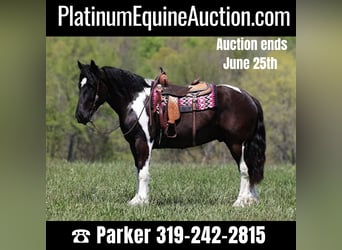 American Quarter Horse, Ruin, 6 Jaar, 165 cm, Tobiano-alle-kleuren, in Somerset KY,