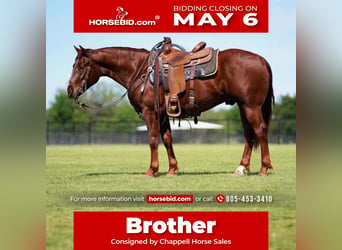 Quarter horse américain, Hongre, 3 Ans, 147 cm, Alezan cuivré, in Collinsville,